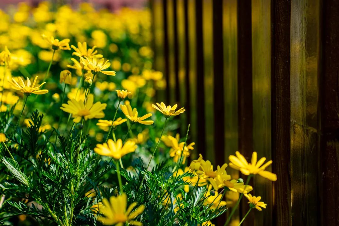 《九里亭景观更新规划与实践》 | 精致共享共治,呈现松江新貌-82