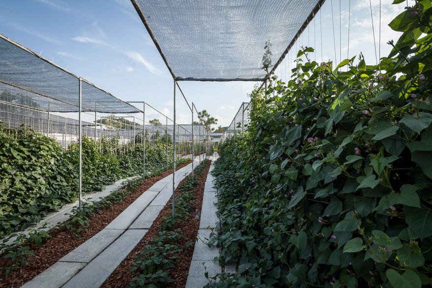 都市农场,泰国 / Integrated Field Co.,Ltd.-15