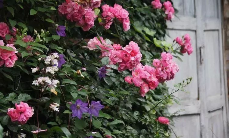 她花了4年，用月季，铁线莲，绣球把农村破败的小院打造成了花海，惊艳了时光-29