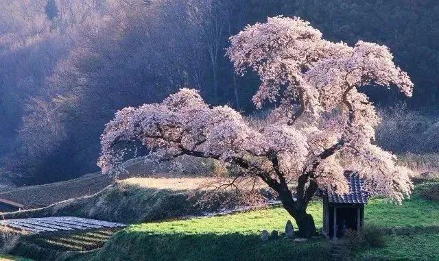春之花园 | 愚工园艺的生机艺术-1