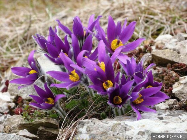 自制阿尔卑斯式假山（阿尔卑斯式花坛）-78