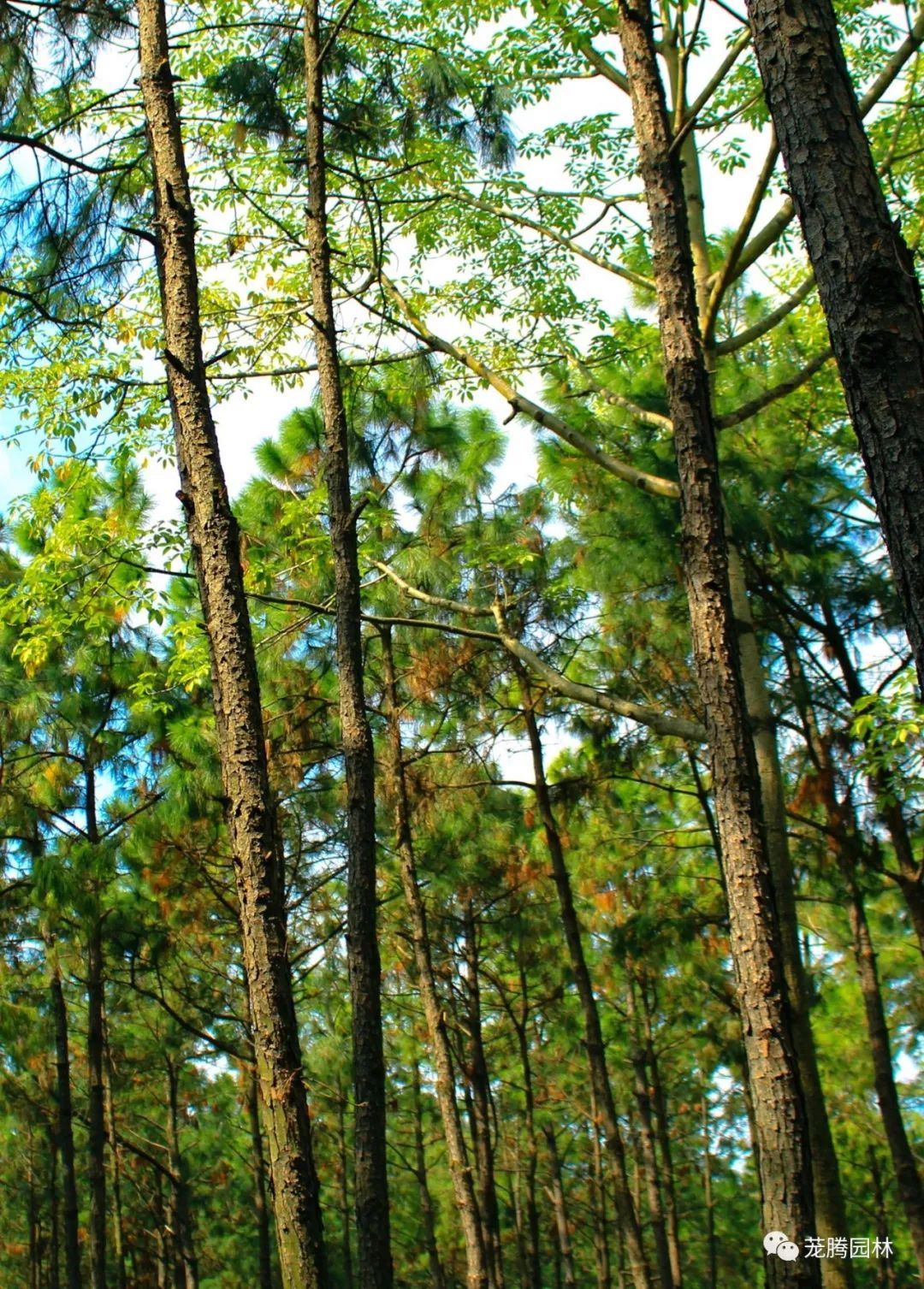 广东中山国家森林公园总体规划(2018·2027)-46