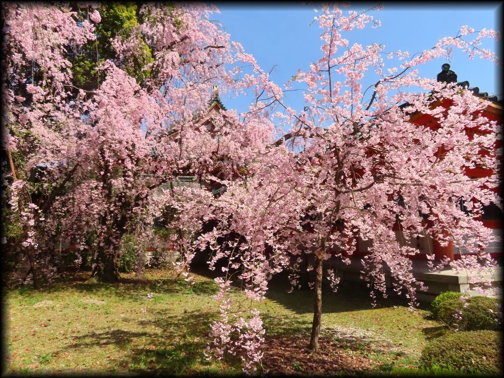 平安神宮の桜相关景观丨日本京都-14