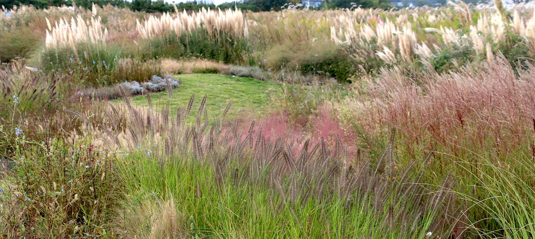 多岛海野草公园丨中国日照丨孔祥伟工作室-132