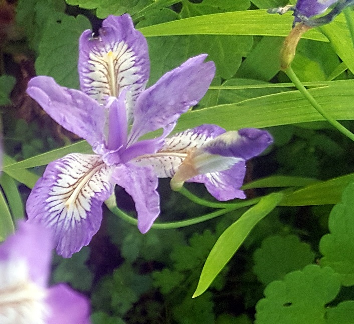 Cairnhill私人花园-15