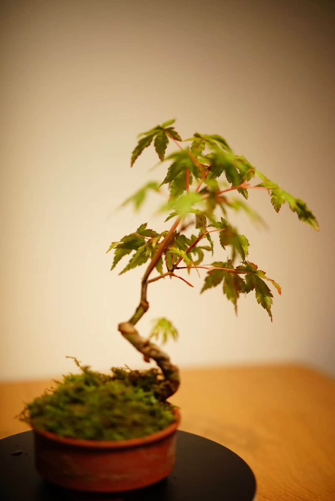 茶室中的鸡爪槭 | 热忱的绿意-63