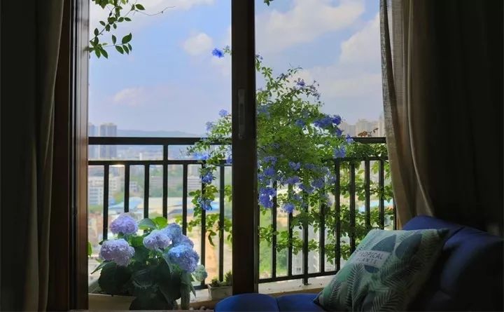 打造惊艳阳台,7 种花卉让空间焕发生机-25