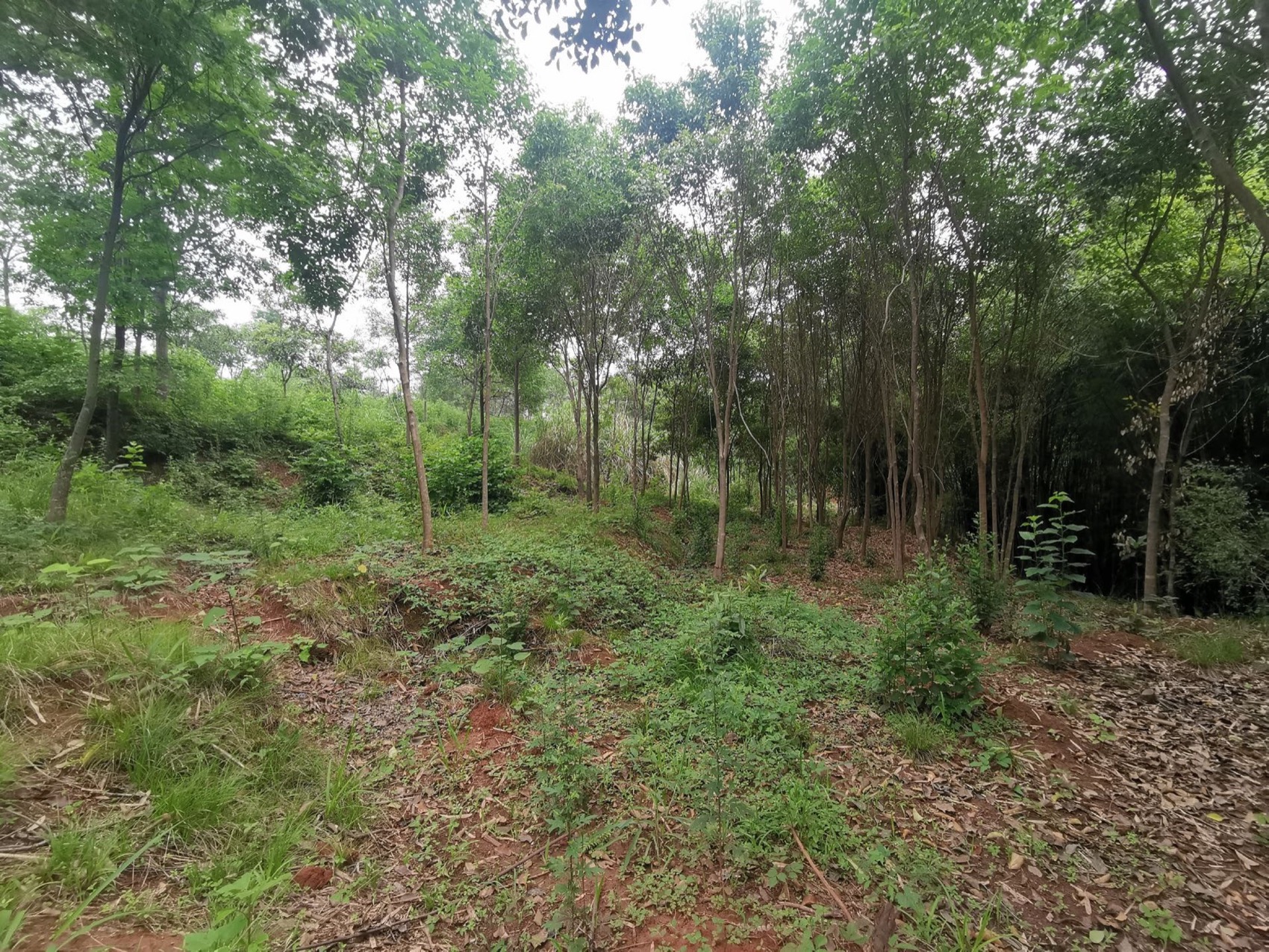 麓野公园丨中国成都丨四川乐道景观设计有限公司-237