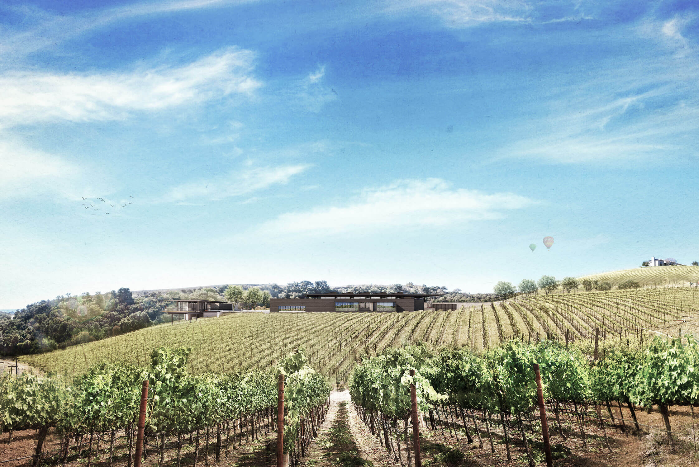 Copia Vineyards | Clayton Korte-7