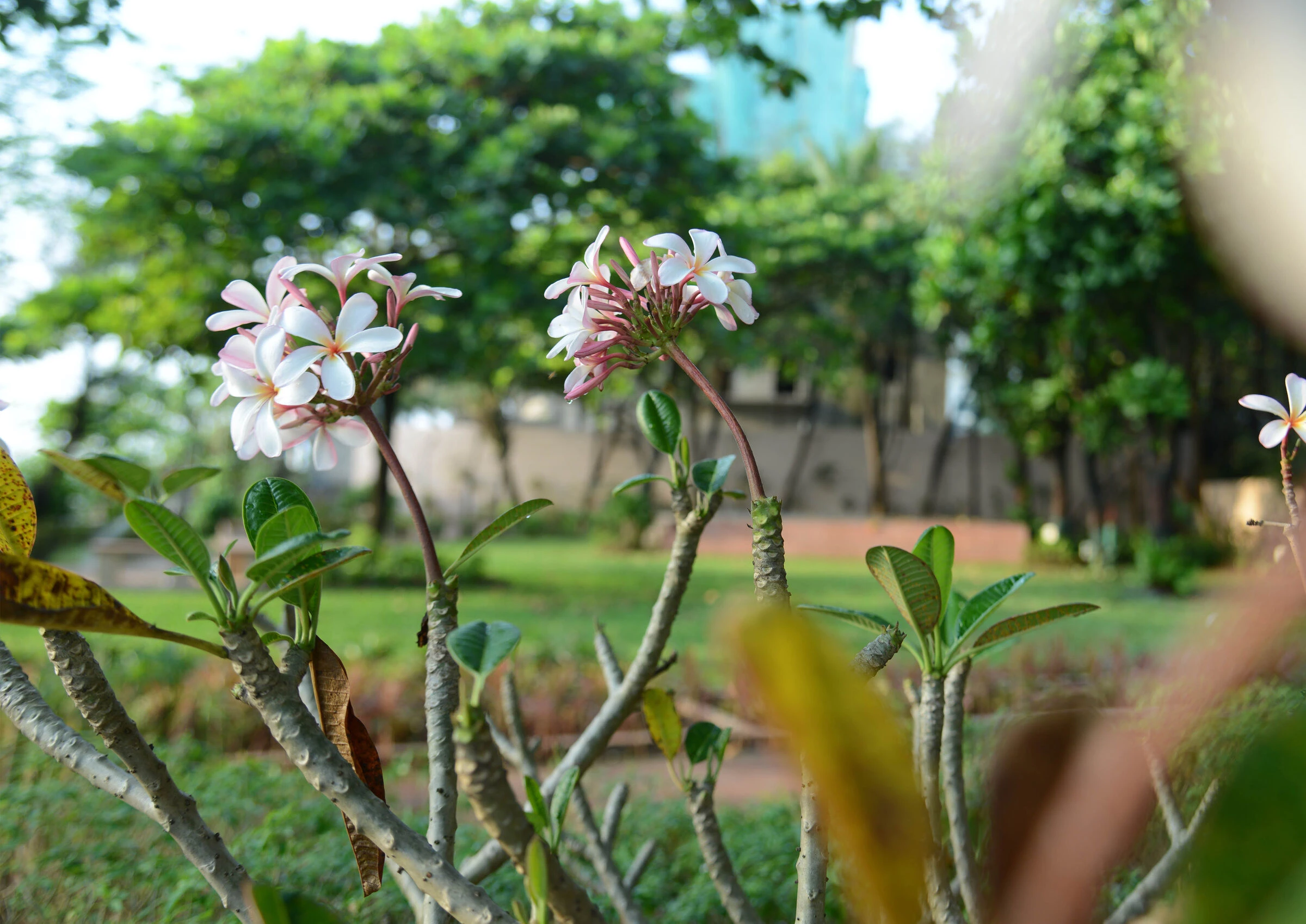 Juhu Beach 海滨公园丨印度丨Atelier ARBO-27