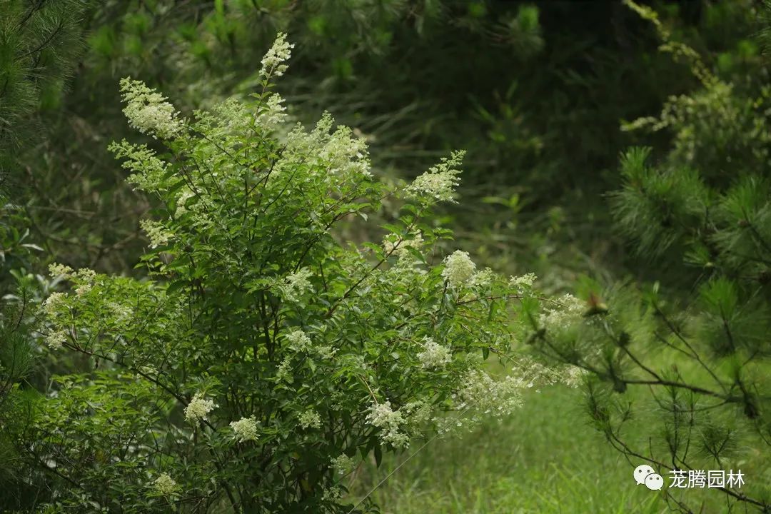 天湖寻踪 | 自然生态的探索与记录-83