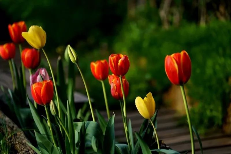 不惑之年，他自己动手建了一座楼顶花园，养花种菜喂鱼……-128