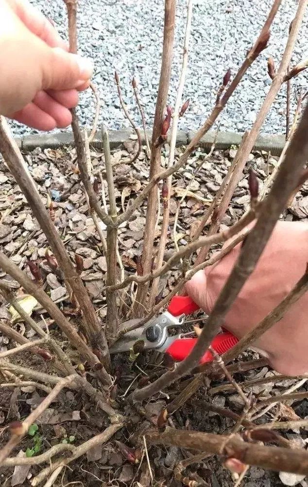 春季花园维护攻略,打造美丽庭院-16