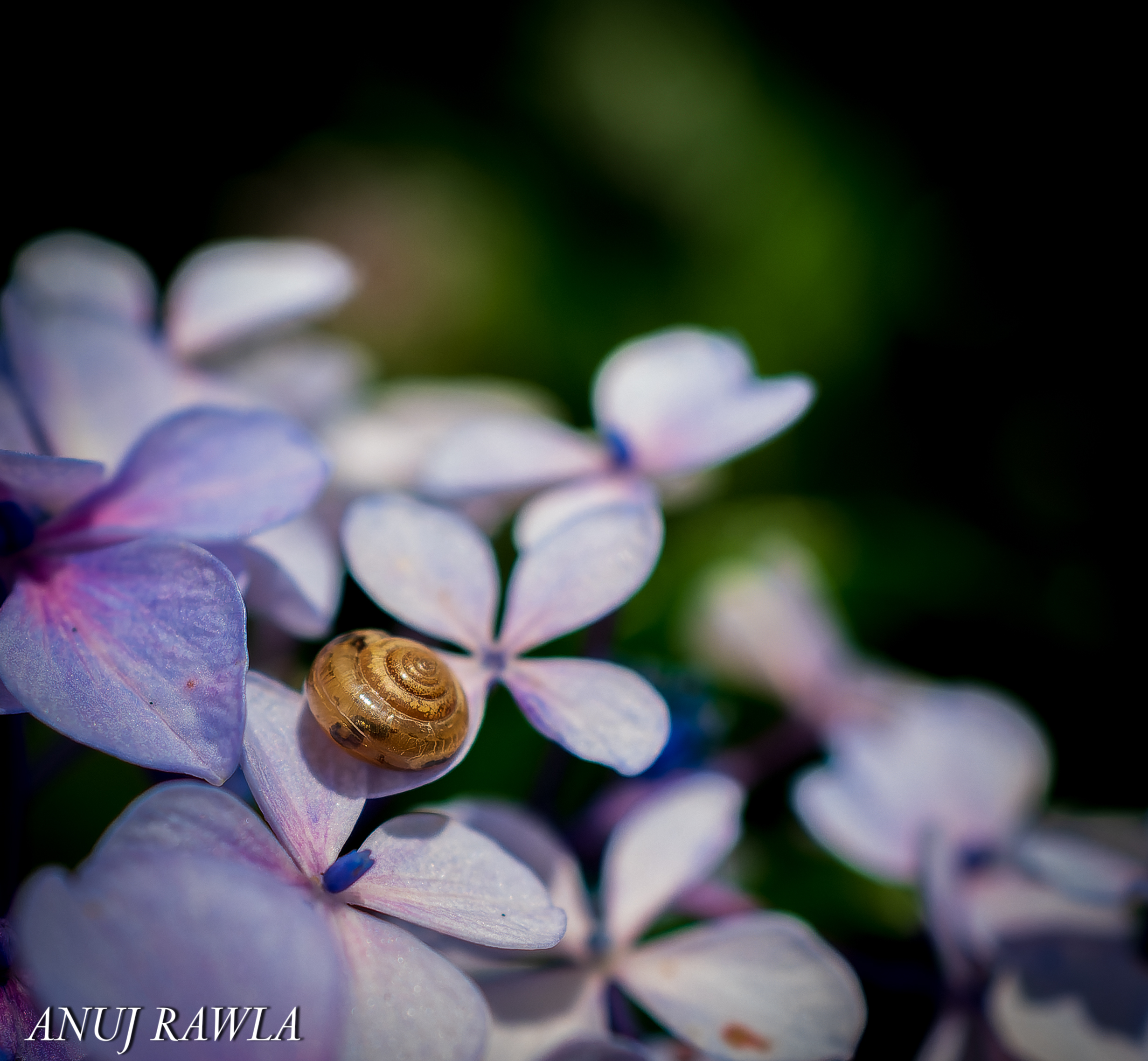 Wildflower Hall - August 2021-96