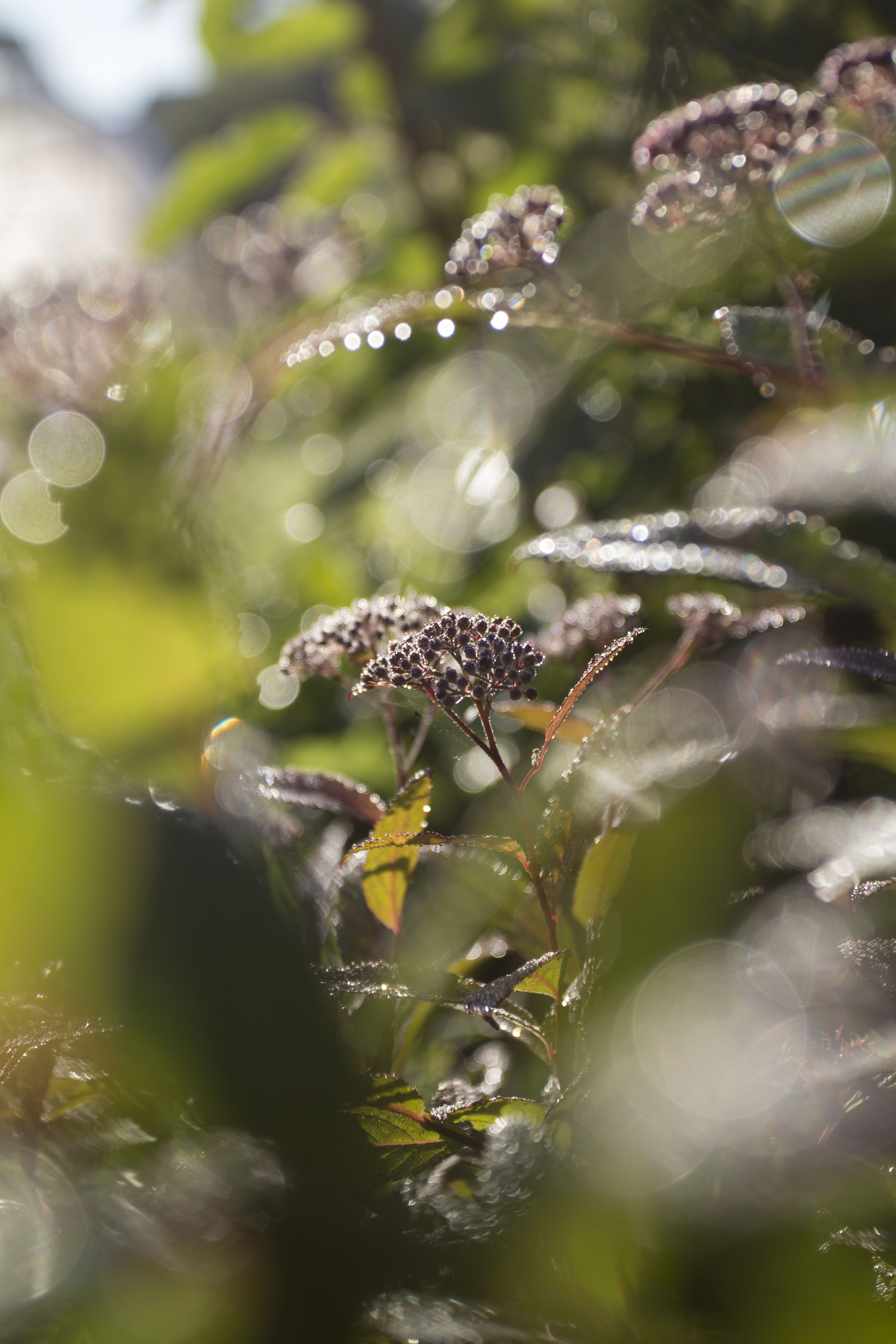 "Осень в саду" 景观摄影作品丨国际景观艺术中心“Зеленая стрела”-2
