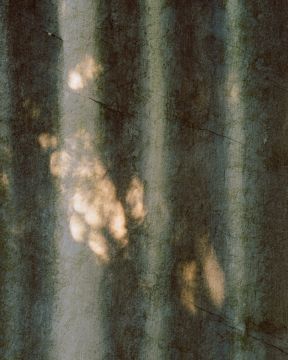 空谷传响（英文:Timeless Voices）丨比利时-5