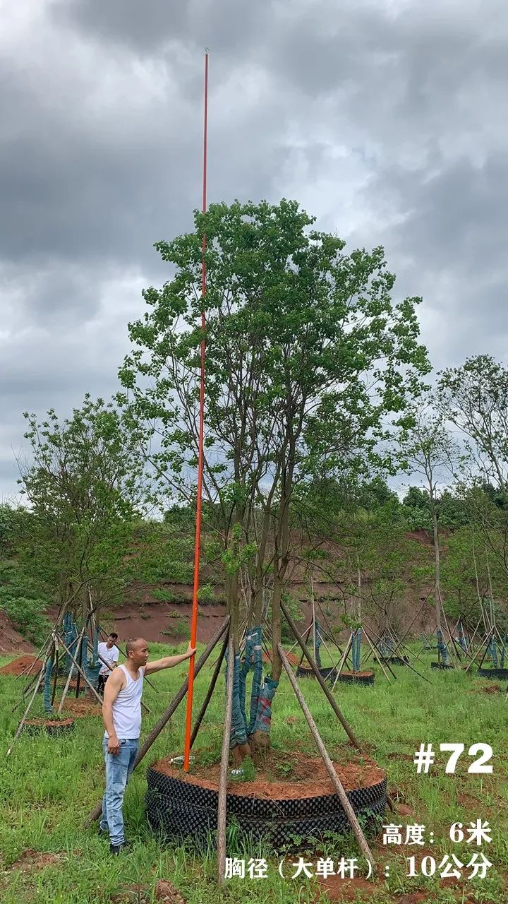 湖南衡阳 148 棵精品乌桕景观设计丨中国衡阳丨看见景观-85