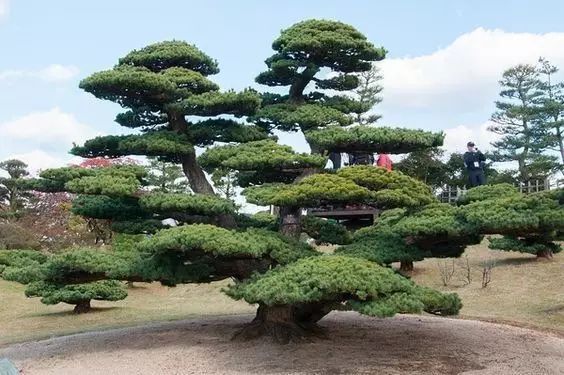 室内设计打造造型植物的独特魅力丨艺汉卿-9