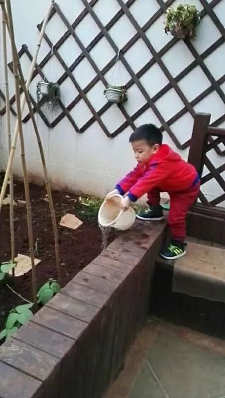 园艺生活，城市小菜园的诗意设计-34