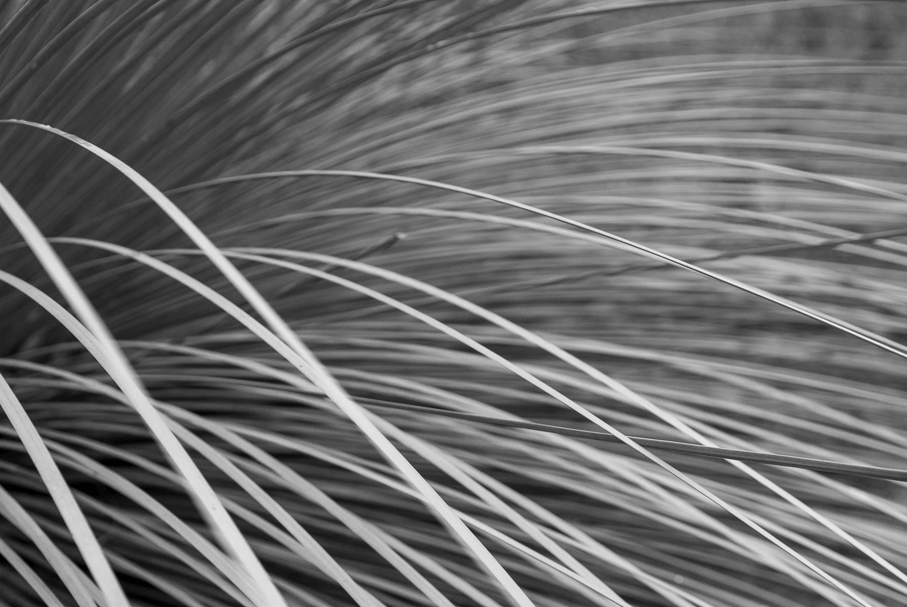 Autumn Monochromes in Anaiwan and Kamilaroi Country-6