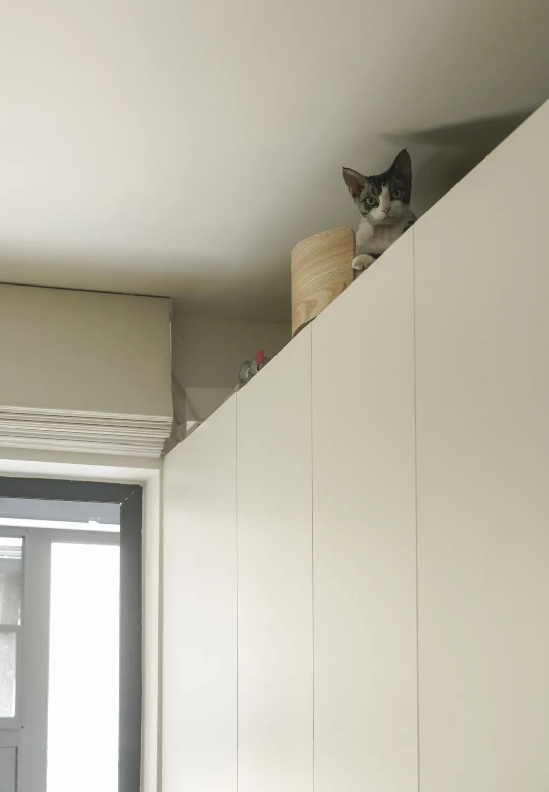 44㎡的治愈宇宙：一人四猫的共生乐园，小户型里的极致温柔-121