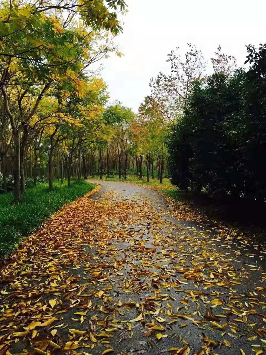 上海市宝山区城市绿色步道-68