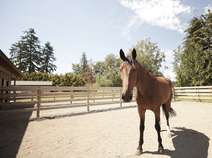 加拿大乡村马术家庭牧场,自然光与户外融为一体-26