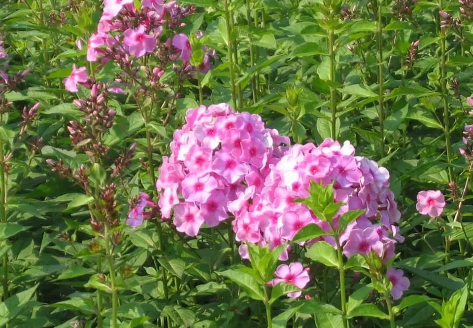 夏日花园养护攻略,打造梦想花园-48