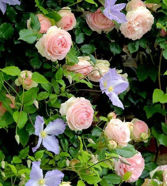 夏日花园养护攻略，打造梦想花园-60