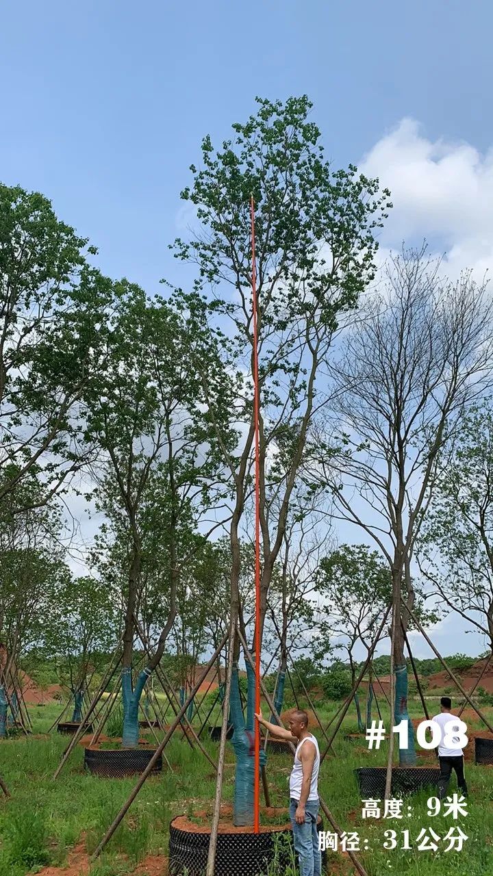 湖南衡阳 148 棵精品乌桕景观设计丨中国衡阳丨看见景观-127