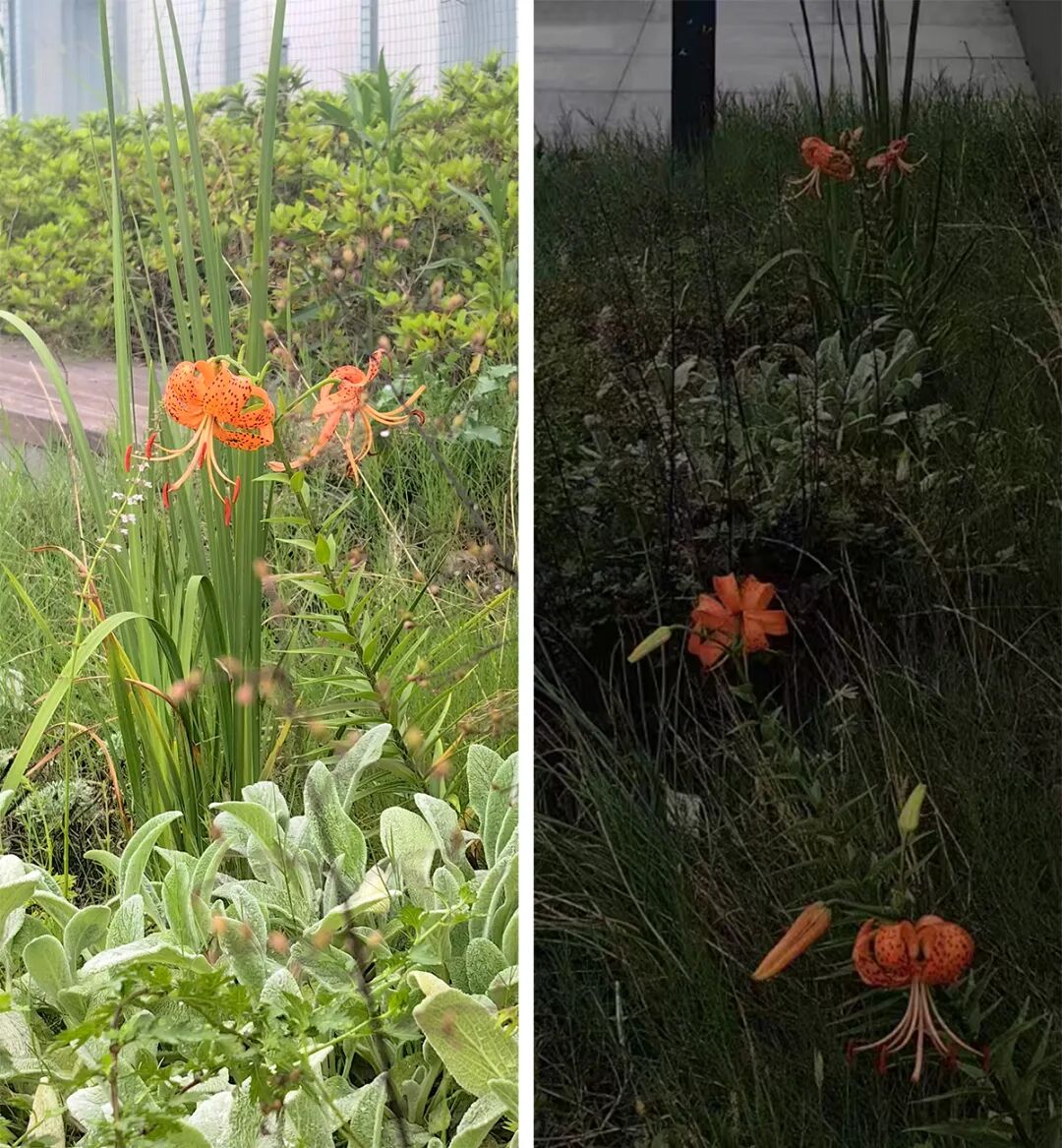 张唐探索|孤芳自赏的勇气——有.园张唐景观屋顶花园一年更新-79