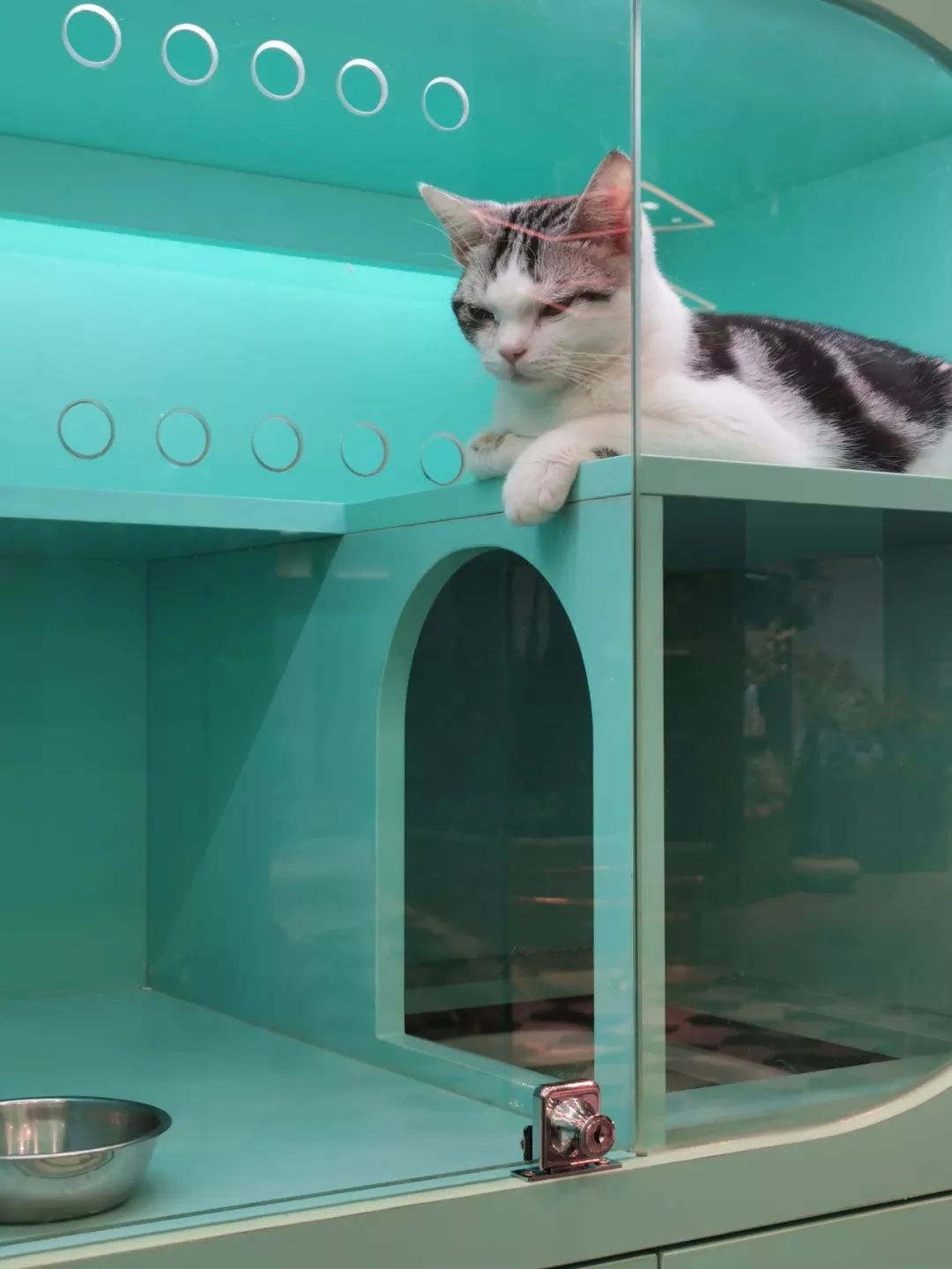 未耒 | 蓝绿矩阵 猫咪丛林-15