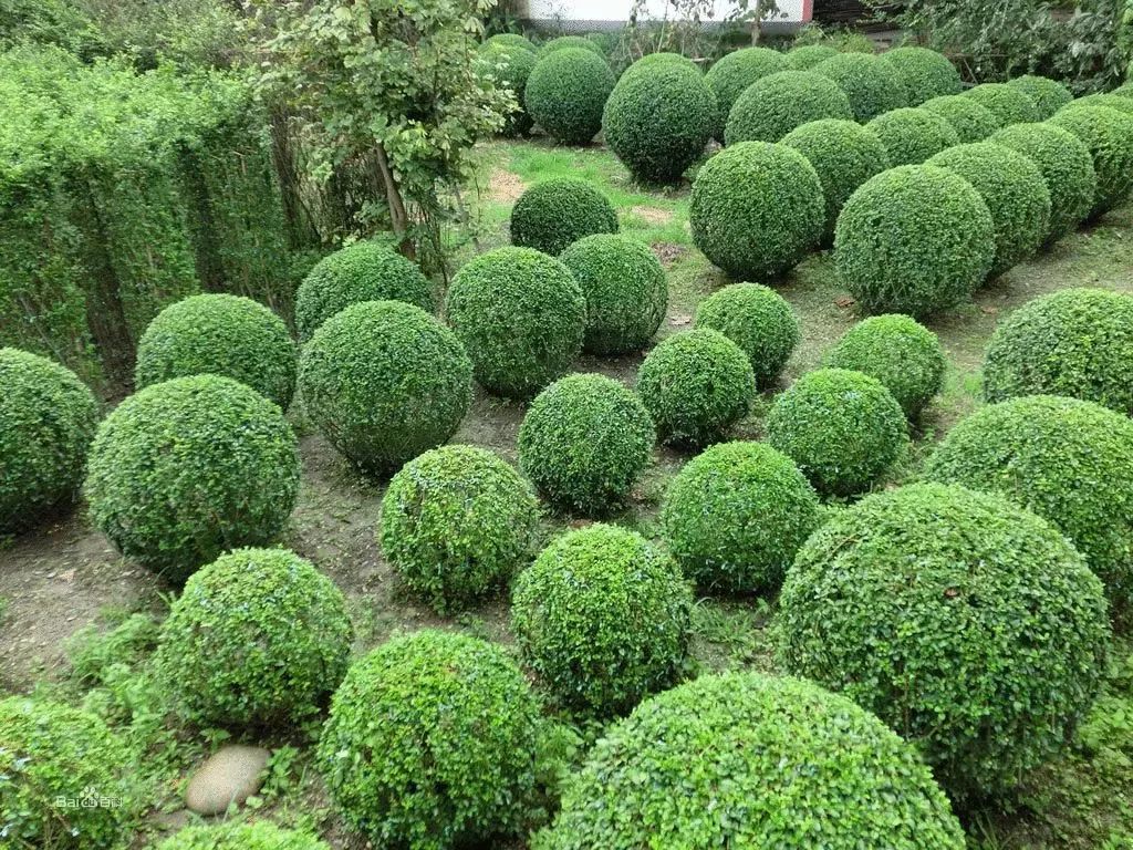 10 大最适合景观造型的树种解析-19