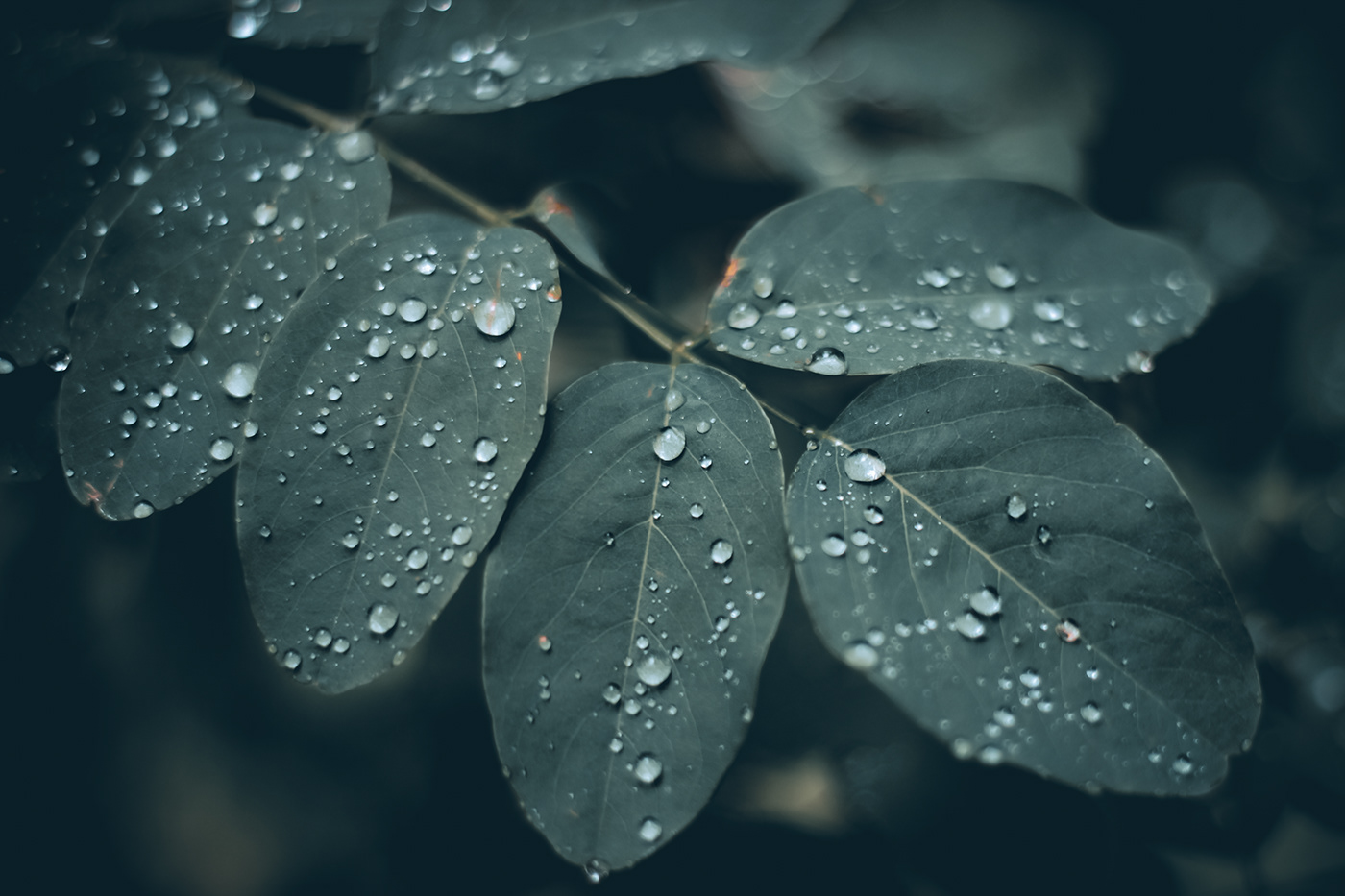 Nature Photography-3