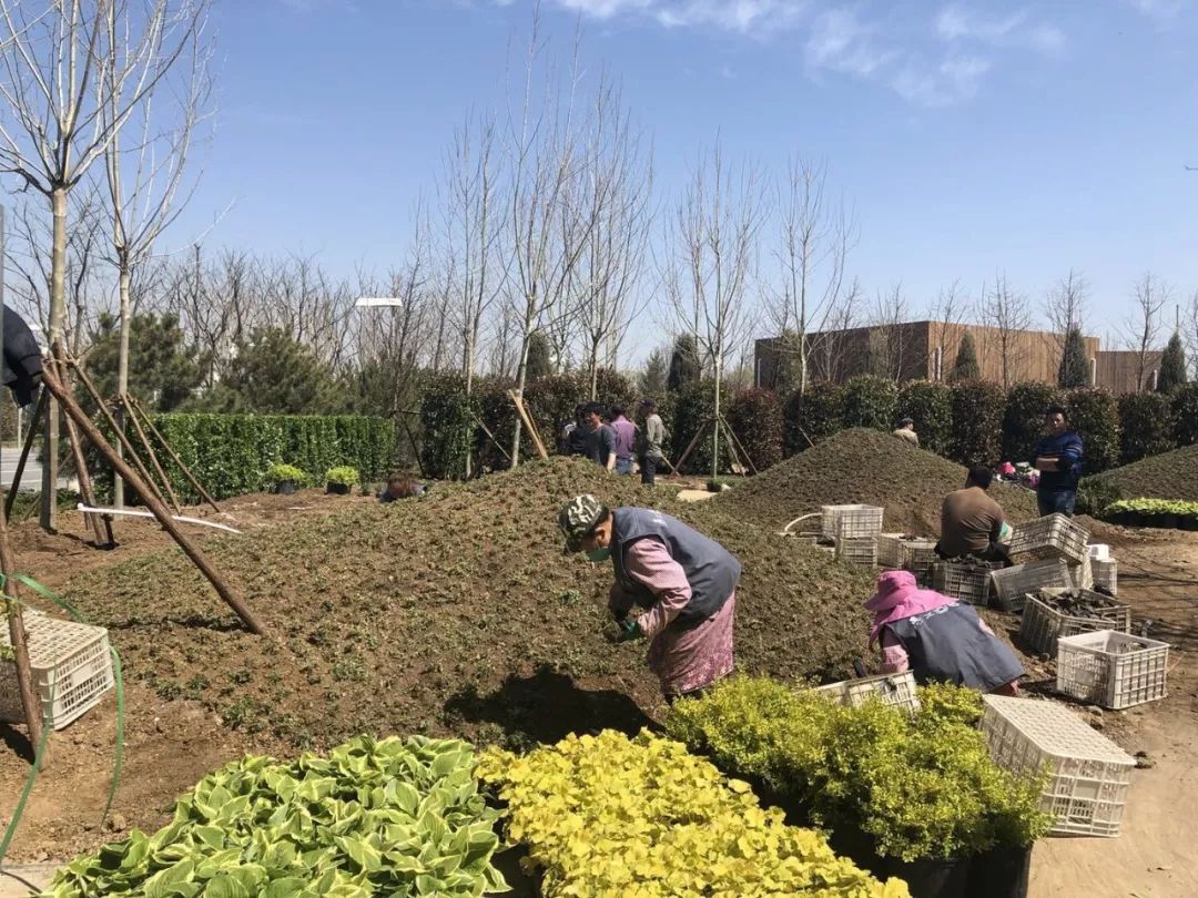 世园会澳大利亚园丨中国北京-54