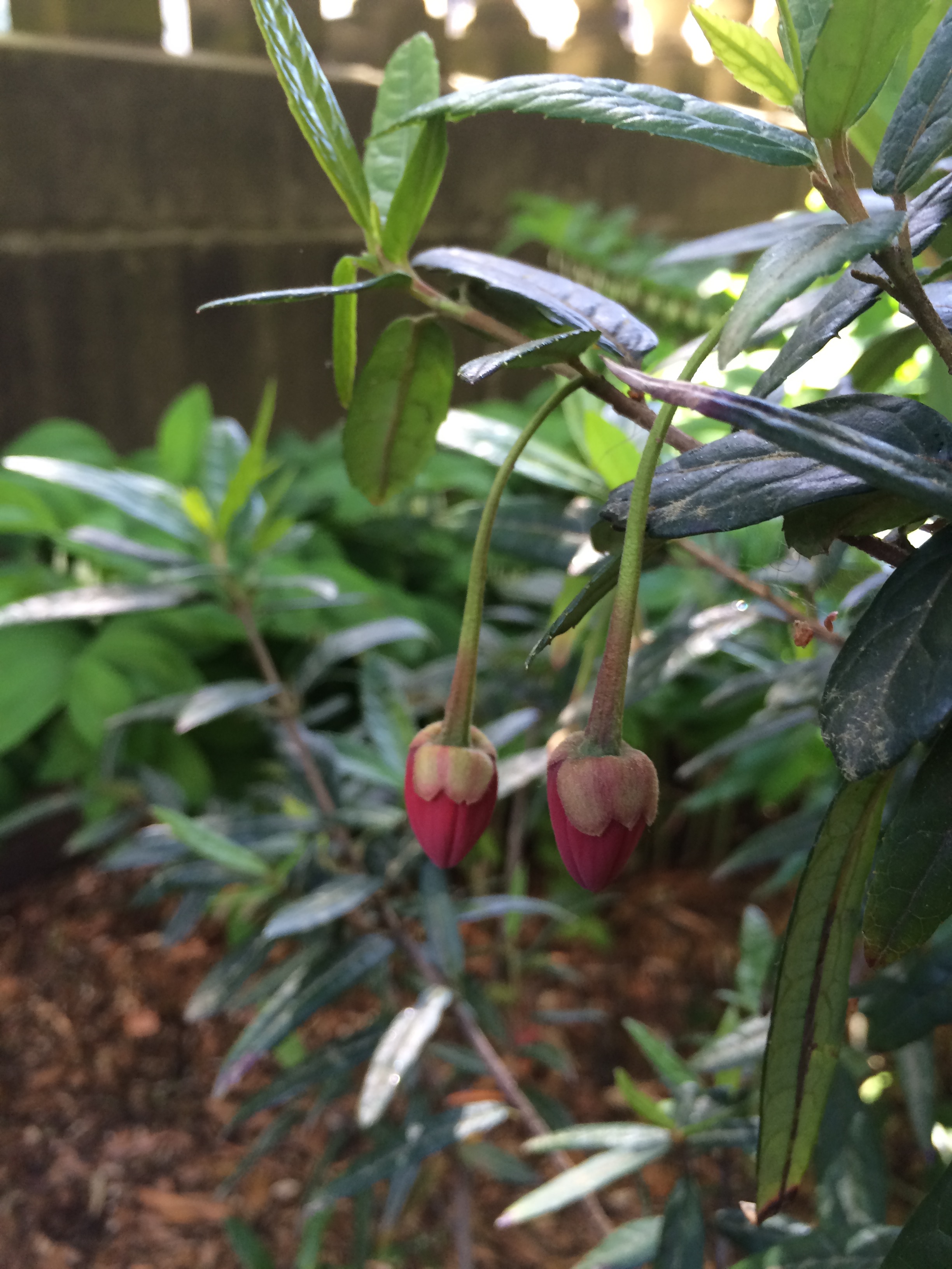 波特兰市政厅周边花园景观项目丨美国波特兰-53