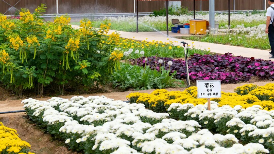 华北药食同源研学文旅基地:种药成景,研学为魂——全链条沉浸式文旅创新方案-100