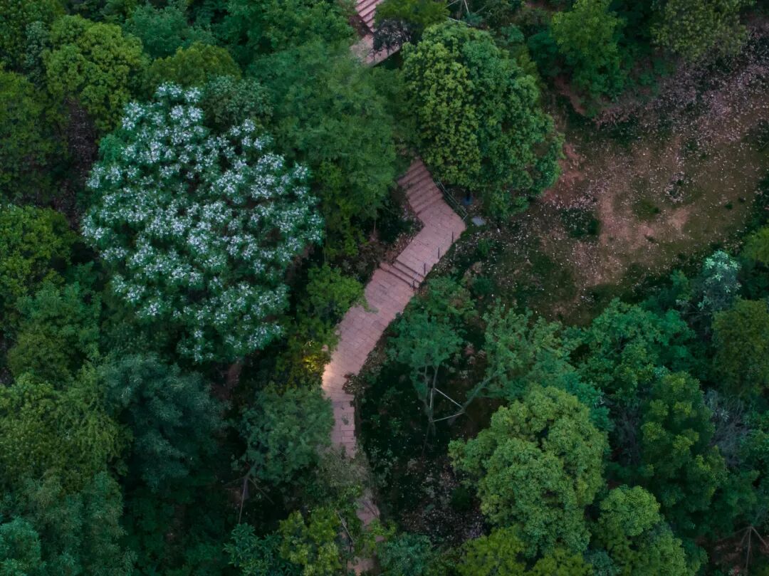 城市掌心的生态山野——麓野公园-237