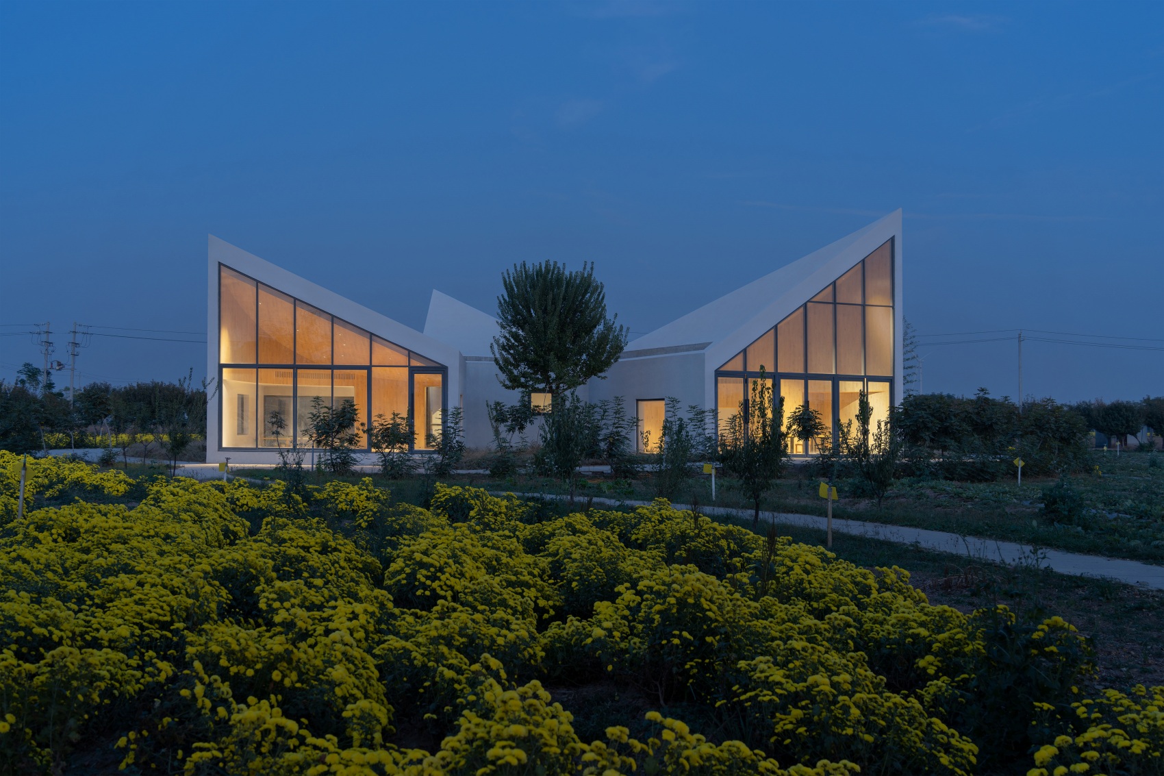 图书馆(位于菊花田中的现代图书馆)丨中国丨ATELIER XI-17