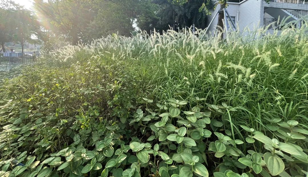 紫涧园（郊野径入口）景观设计丨东大（深圳）设计有限公司,AECOM-53