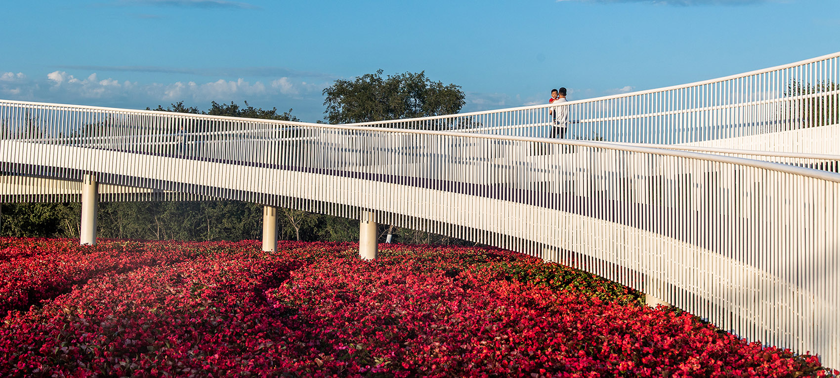 梅河口浪漫花海公园丨中国吉林丨麦田景观-10