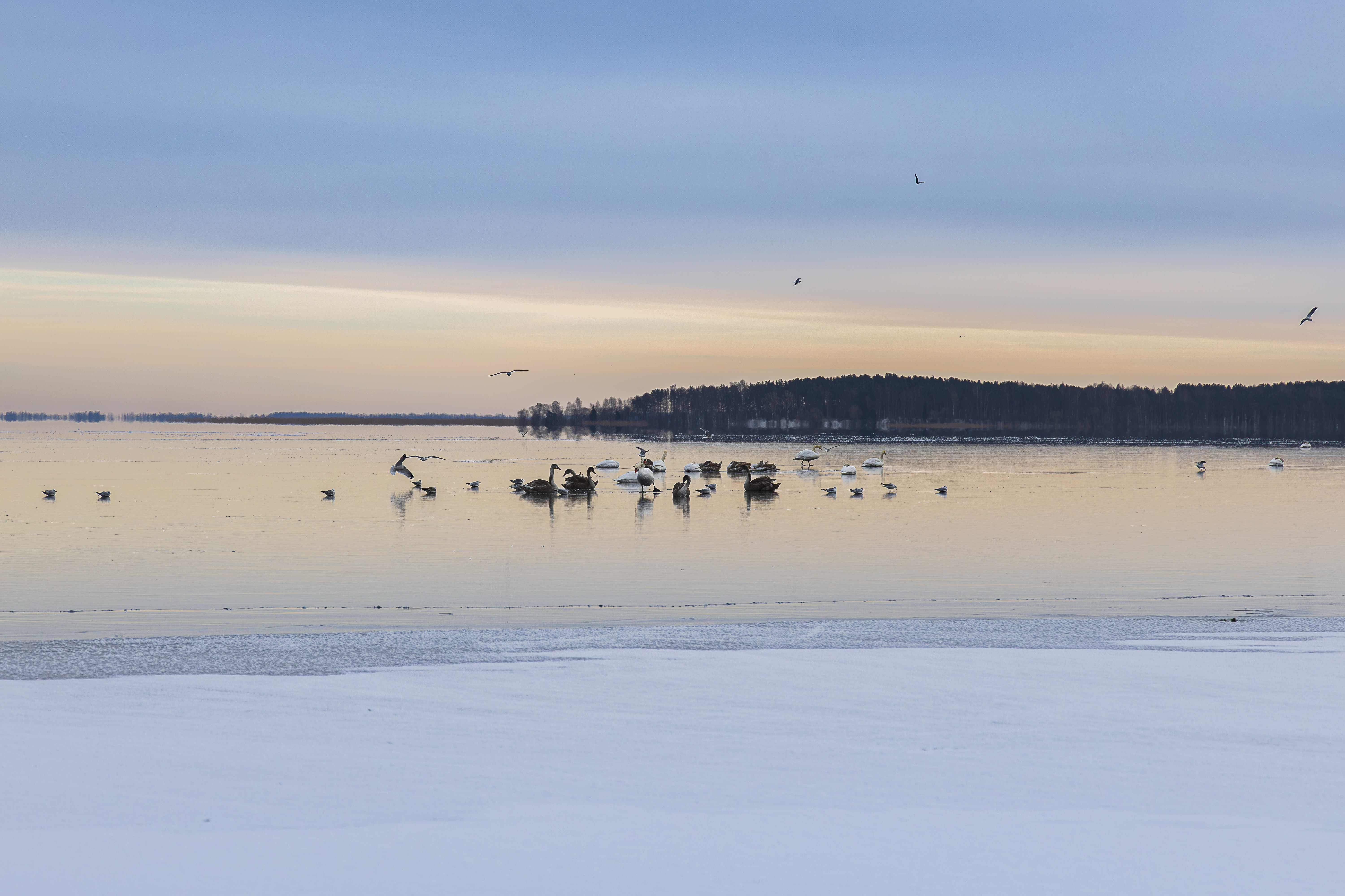 Птицы зимой. Birds in winter.-0