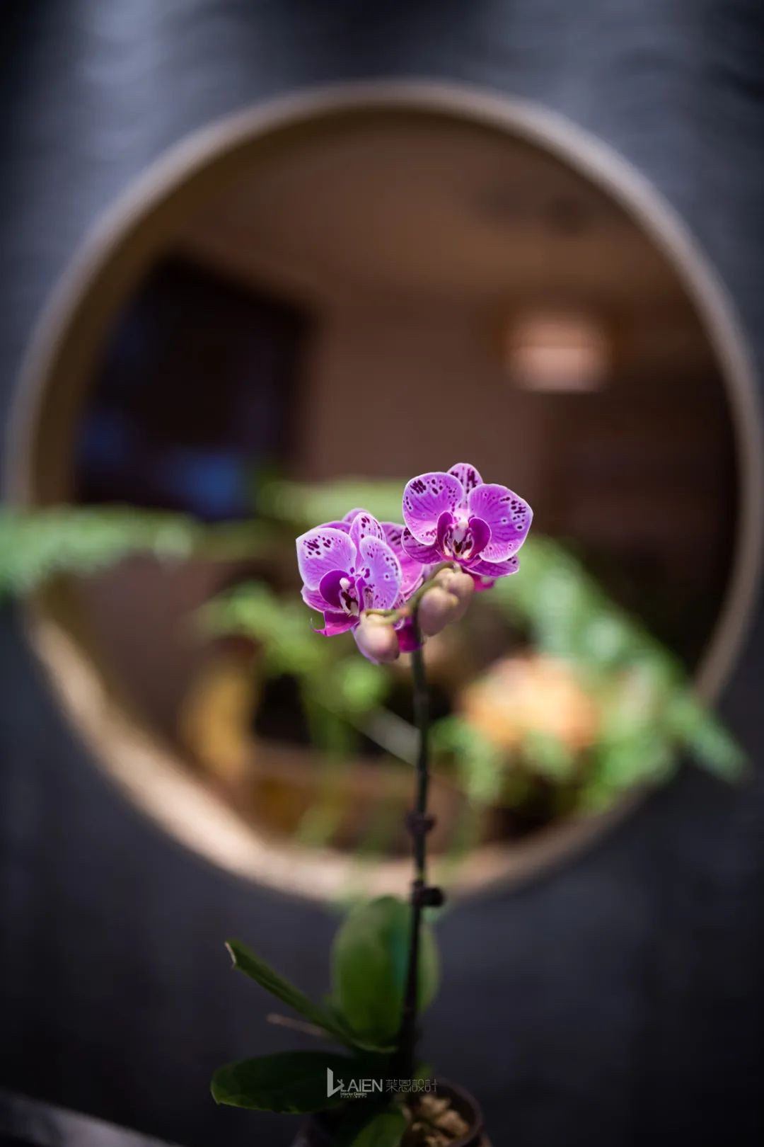 清雅闲逸•大益茶 | 莆田品茗空间-33