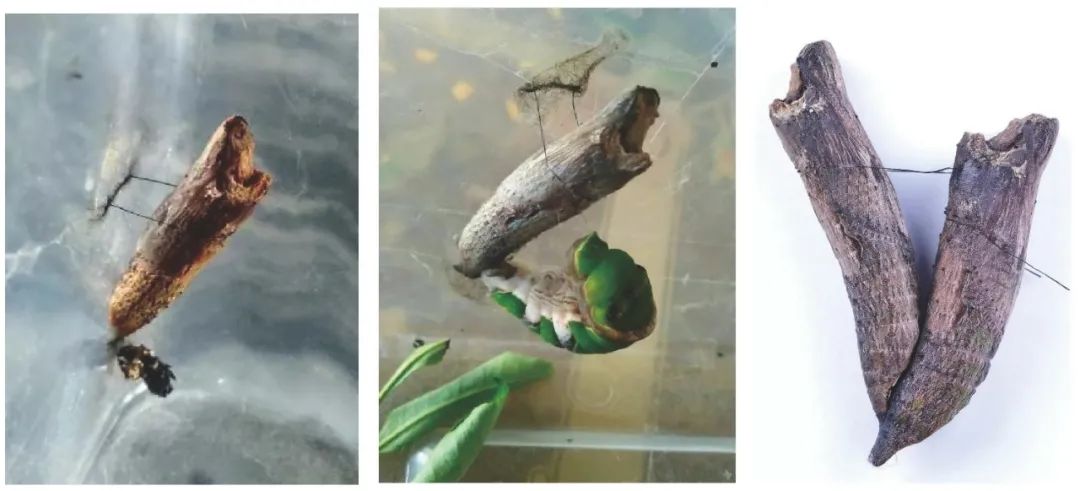 与自然和谐共生的茏腾生态馆-23