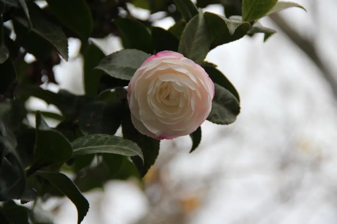 禅意花园里植物的那些事-57