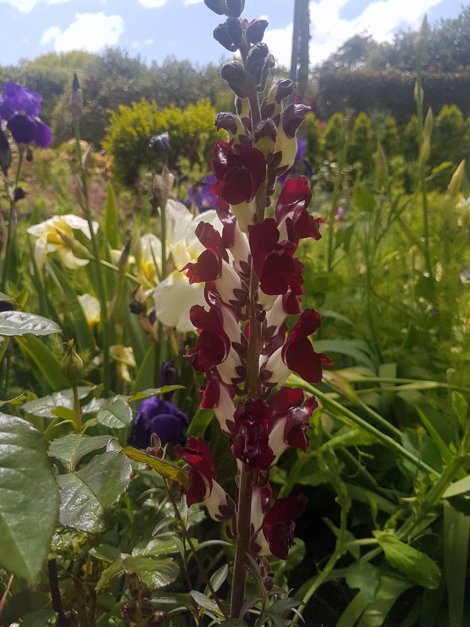 Cairnhill私人花园-71