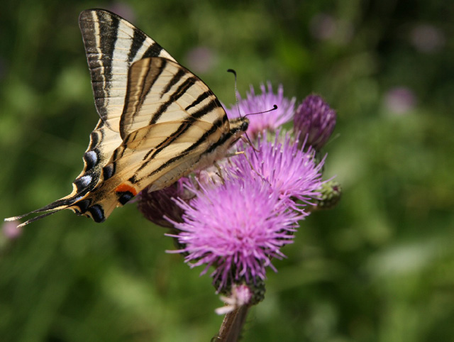 巴黎勒布尔热机场及通用航空机场发展,景观和生物多样性总体规划丨法国丨Champ Libre,Trans  Faire-25