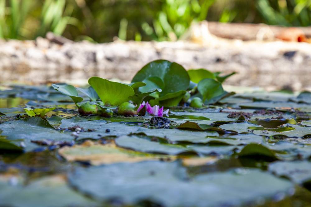 The Gardens of the International Perfumery Museum - France-17