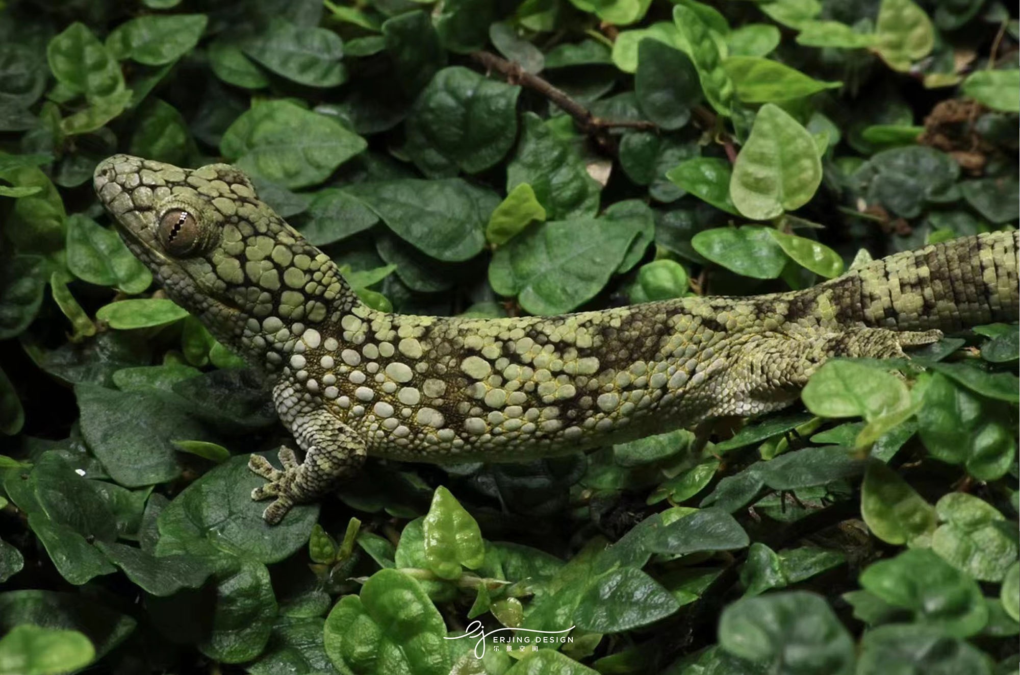 爬宠店·Sign Of Gecko丨中国杭州丨尔景空间设计-0