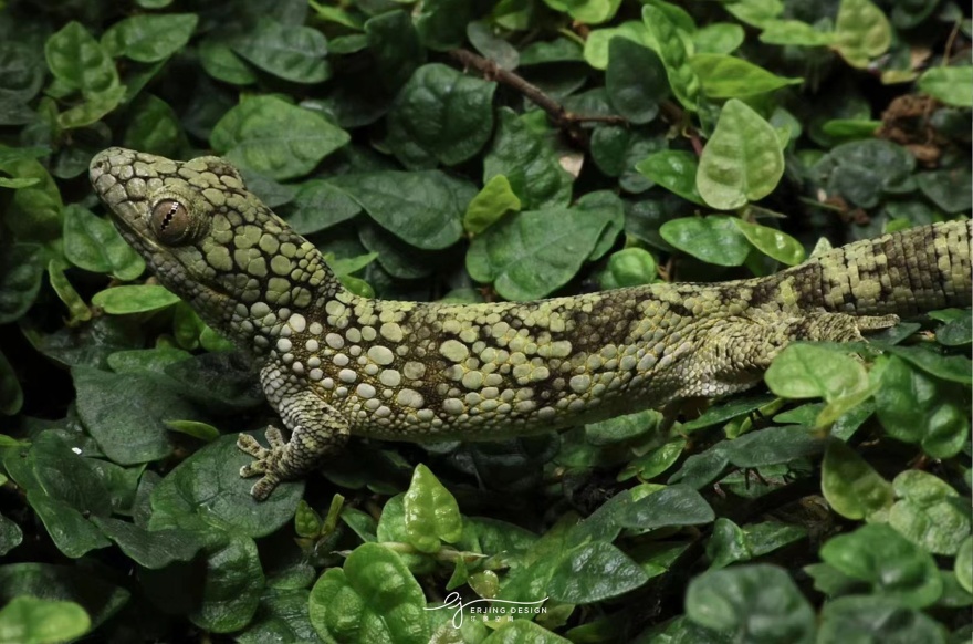 爬宠店·Sign Of Gecko丨中国杭州丨尔景空间设计-0